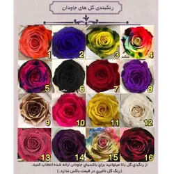 گل دیو و دلبر دو شاخه جاودان(ماندگاری 3 سال)