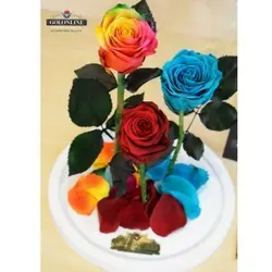 گل دیو و دلبر سه شاخه جاودان(ماندگاری 3 سال)