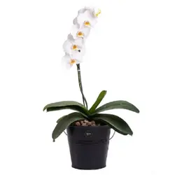 گلدان گیاه ارکیده