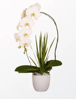 گلدان آپارتمانی ارکیده سفید