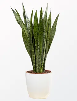 خرید گلدان سانسوریا بزرگ