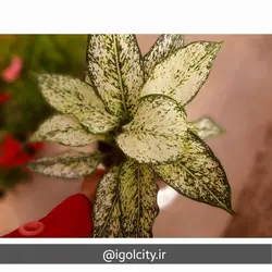 گیاه آگلونما سفید