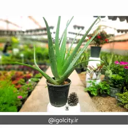 گیاه آلوئه ورا