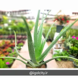 گیاه آلوئه ورا