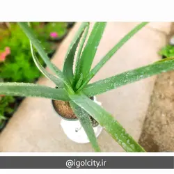 گیاه آلوئه ورا