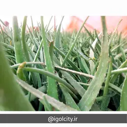 گیاه آلوئه ورا