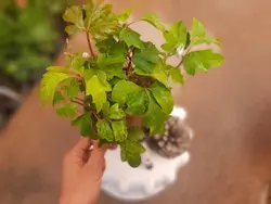 گیاه سیسوس