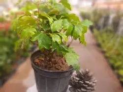 گیاه سیسوس