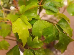 گیاه سیسوس