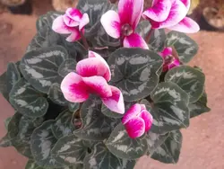 گیاه سیکلامن(سیکلمه)