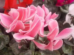 گیاه سیکلامن(سیکلمه)