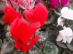 گیاه سیکلامن(سیکلمه)
