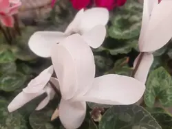 گیاه سیکلامن(سیکلمه)