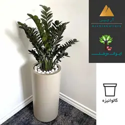 گلدان دکوراتیو زاموفیلیا سوپر بلک شماره 30 - ایران درخت