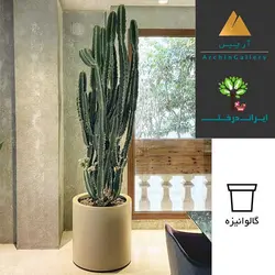 گلدان دکوراتیو کاکتوس شماره 4 - ایران درخت