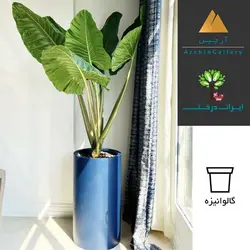 گلدان دکوراتیو بابا آدم شماره 3 - ایران درخت