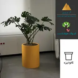 گلدان دکوراتیو برگ انجیری مونسترا شماره 12 - ایران درخت