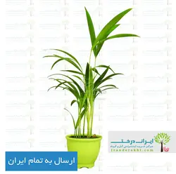 گیاه نخل اریکا - ایران درخت