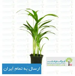 گیاه نخل اریکا - ایران درخت