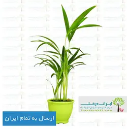 گیاه نخل اریکا - ایران درخت