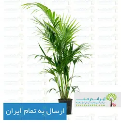 گیاه نخل اریکا - ایران درخت