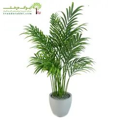 گیاه نخل اریکا - ایران درخت