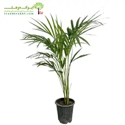 گیاه نخل اریکا - ایران درخت