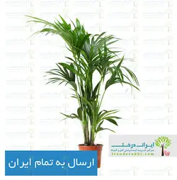 گیاه نخل اریکا - ایران درخت