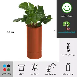 گلدان برگ انجیری شماره 23 - ایران درخت