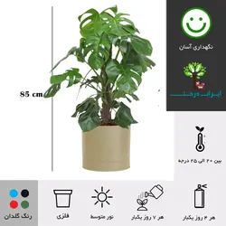 گلدان برگ انجیری شماره 19 - ایران درخت