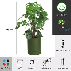 گلدان برگ انجیری شماره 18 - ایران درخت