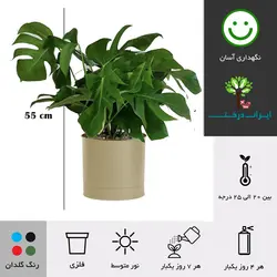 گلدان برگ انجیری شماره 15 - ایران درخت