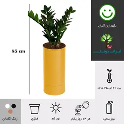 گلدان زاموفیلیا شماره 41