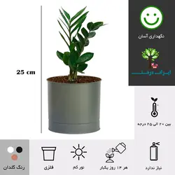 گلدان رومیزی زاموفیلیا شماره 42