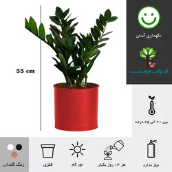 گلدان زاموفیلیا شماره 39