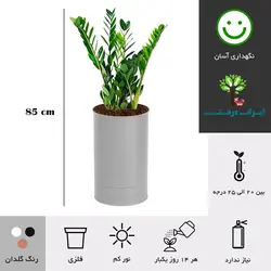 گلدان زاموفیلیا شماره 38