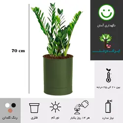 گلدان زاموفیلیا شماره 37