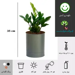 گلدان رومیزی زاموفیلیا شماره 35