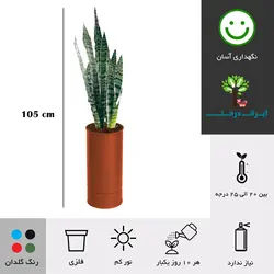 گلدان سانسوریا سبز شماره 69 - ایران درخت