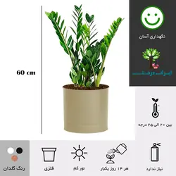 گلدان زاموفیلیا شماره 36