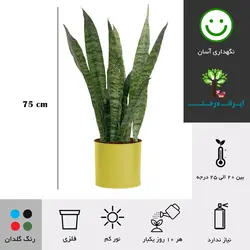 گلدان سانسوریا سبز شماره 66 - ایران درخت