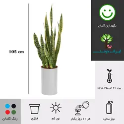 گلدان سانسوریا ابلق شماره 60 - ایران درخت