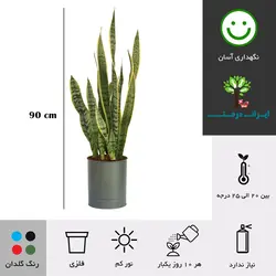 گلدان سانسوریا ابلق شماره 59 - ایران درخت