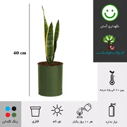 گلدان رومیزی سانسوریا ابلق شماره 57 - ایران درخت