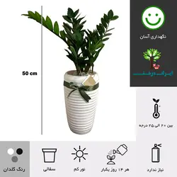 گلدان زاموفیلیا شماره 10 (ارسال سریع امروز)