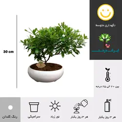 بونسای میخک ژاپنی - ایران درخت