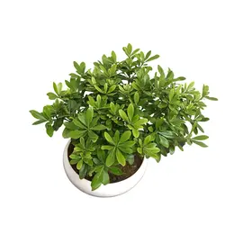 بونسای میخک ژاپنی - ایران درخت