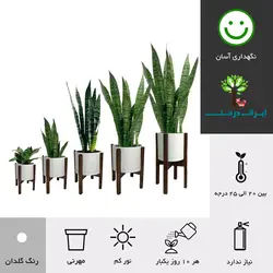 گلدان پایه دار سانسوریا سبز شماره 32 ( ارسال سریع امروز )