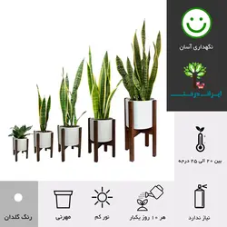 گلدان پایه دار سانسوریا ابلق شماره 33 (ارسال سریع امروز)