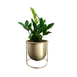 گلدان هدیه زاموفیلیا شماره 11 (ارسال سریع امروز)